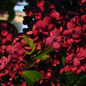 Сирень «Красная Москва» пурпурная, простая