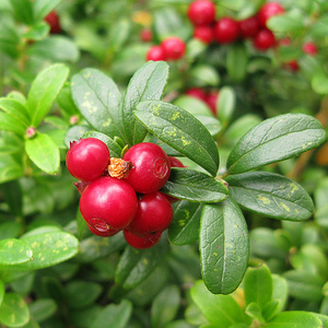 Брусника «Корал» (Koralle)