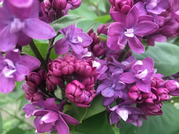 Сирень «Колхозница» мажентовая, махровая