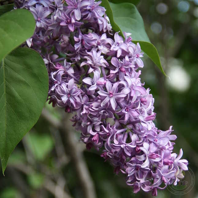 Сирень «Роял Перпл» пурпурная, махровая