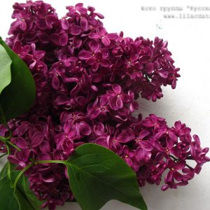 Сирень «Адмирал Нахимов» мажентовая, простая