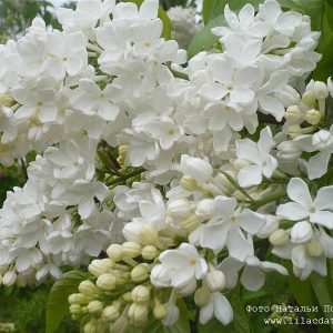 Сирень «Агидель» белая, простая