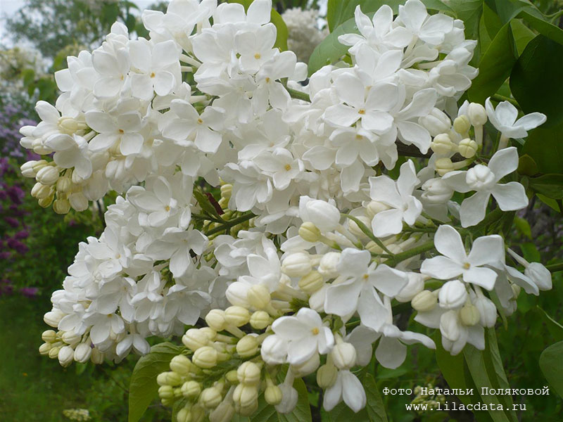 Сирень «Агидель» белая, простая