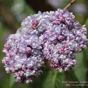 Сирень «Ами Шотт» голубоватая, махровая - 1 год, 0.5л