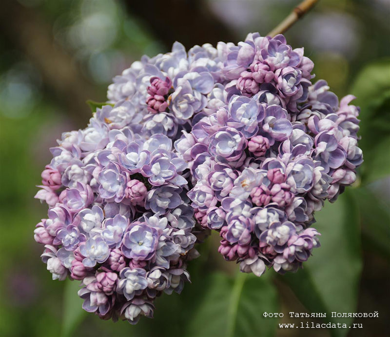 Сирень «Ами Шотт» голубоватая, махровая