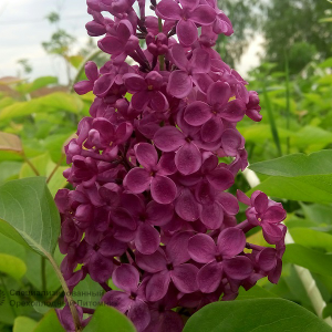 Сирень «Анна Шиач» пурпурная, простая