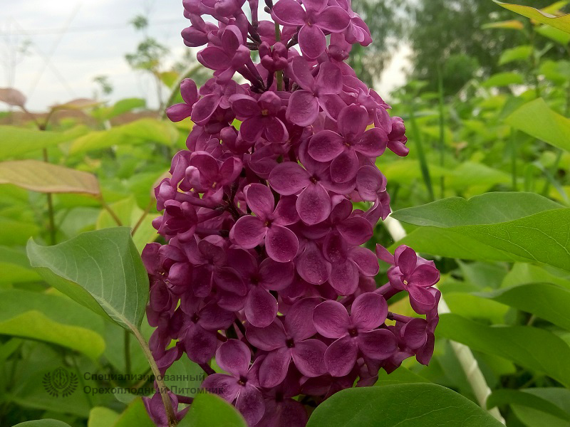 Сирень «Анна Шиач» пурпурная, простая