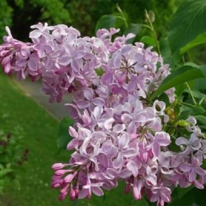 Сирень «Бюффон» розоватая, простая