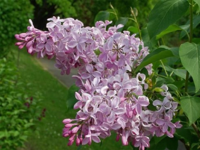 Сирень «Бюффон» розоватая, простая