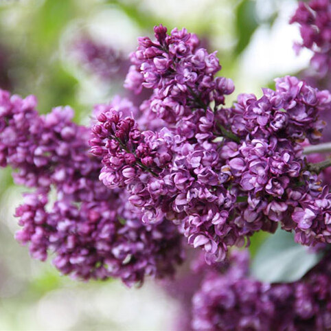 Сирень «Шарль Жоли» пурпурная, махровая