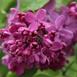 Сирень «День Победы» пурпурная, простая - 1 год, 0.5л