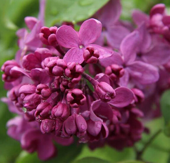 Сирень «День Победы» пурпурная, простая