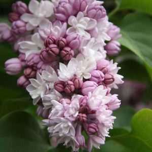 Сирень «Фэнтези» мажентовая, махровая