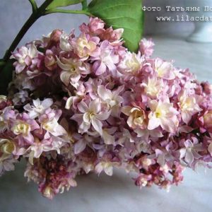 Сирень «Федерико Гарсиа Лорка» мультицвет, махровая - 1 год, 0.5л