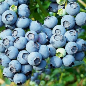 Голубика «Блю Кроп» (Blue Crop)