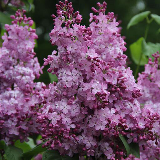 Сирень «Гортензия» лилово-розоватая, простая