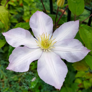 Клематис «Серебряный ручеек»