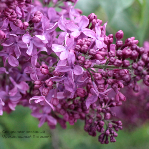 Сирень «Индия» мажентовая, простая