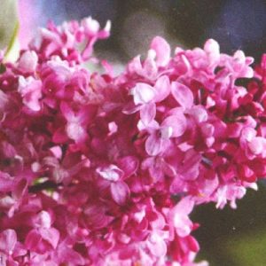 Сирень «Изобилие» лиловая, махровая