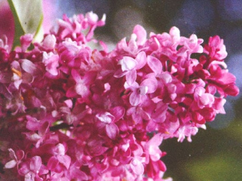 Сирень «Изобилие» лиловая, махровая