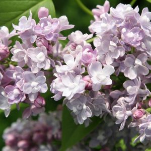 Сирень «Катерина Хавемейер» розоватая, махровая