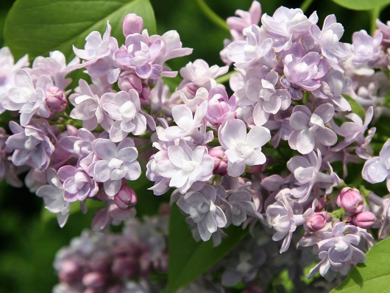 Сирень «Катерина Хавемейер» розоватая, махровая