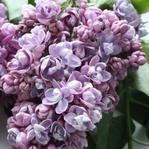 Сирень «Катюша» пурпурно-фиолетовая, махровая