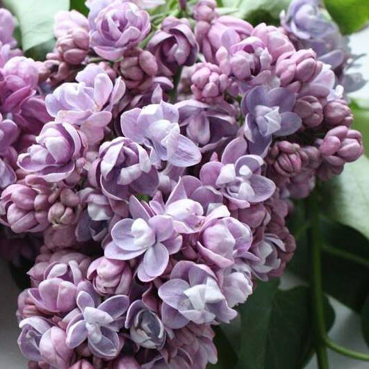 Сирень «Катюша» пурпурно-фиолетовая, махровая