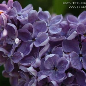Сирень «Космос» фиолетовая, простая - 1 год, 0.5л