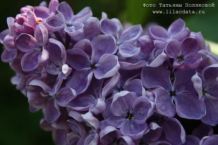 Сирень «Космос» фиолетовая, простая