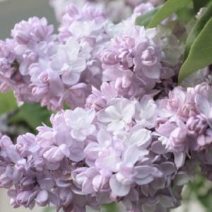 Сирень «Красавица Москвы» белая, махровая