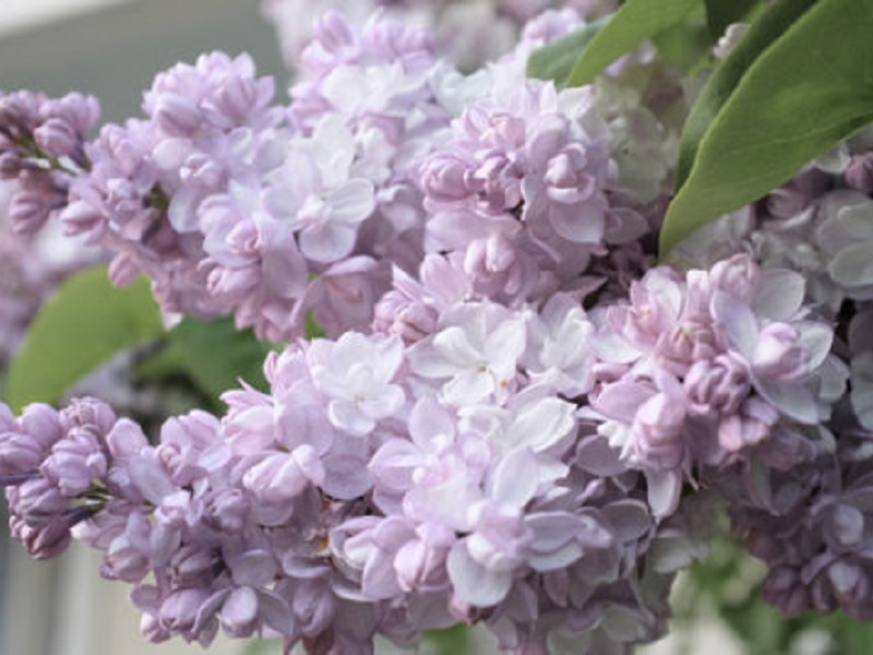 Сирень «Красавица Москвы» белая, махровая