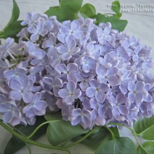 Сирень «Ладога» голубоватая, простая