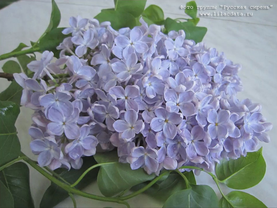 Сирень «Ладога» голубоватая, простая