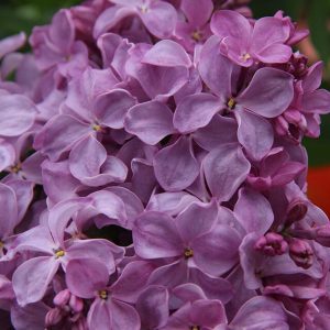 Сирень «Маршал Бирюзов» лилово-розоватая, простая