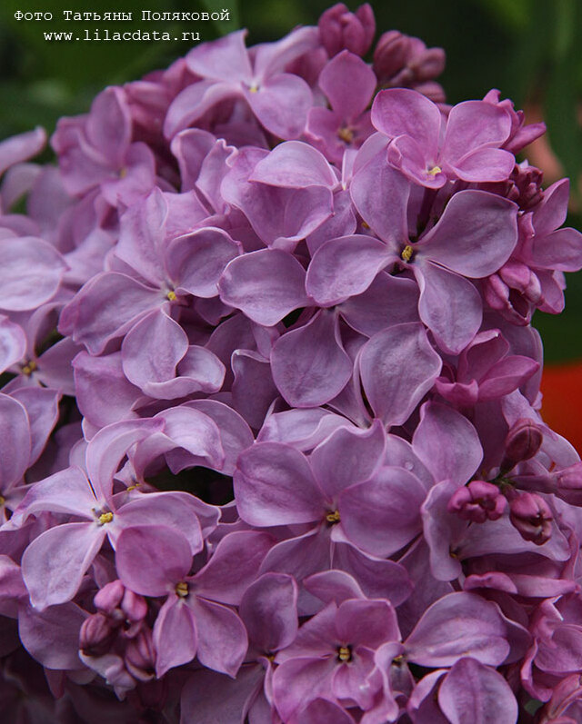 Сирень «Маршал Бирюзов» лилово-розоватая, простая