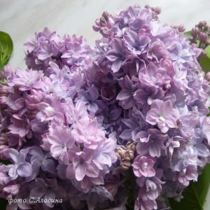 Сирень «Маршал Конев» голубовато-лиловая, махровая - 1 год, 0.5л