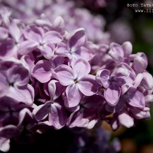 Сирень «Мечта» голубовато-лиловая, простая - 1 год, 0.5л