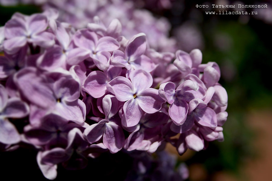 Сирень «Мечта» голубовато-лиловая, простая