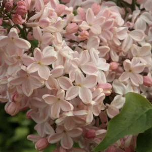 Сирень «Медовый спас» розоватая, простая