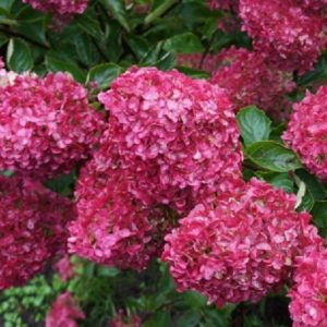 Гортензия метельчатая «Фрайз Мельба» (Fraise Melba)