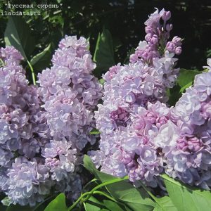 Сирень «Михайло Ломоносов» сиренево-розовая, махровая