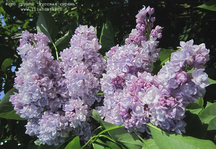 Сирень «Михайло Ломоносов» сиренево-розовая, махровая