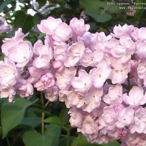 Сирень «Милосердие» розоватая, махровая