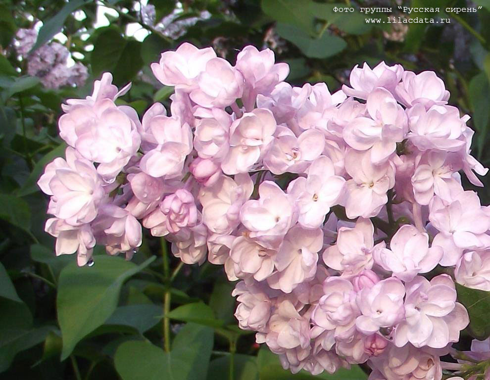 Сирень «Милосердие» розоватая, махровая