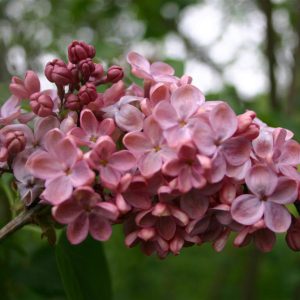 Сирень «Мулатка» мажентовая, простая