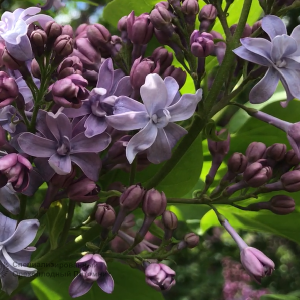 Сирень «Надежда» голубоватая, махровая
