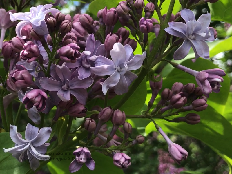 Сирень «Надежда» голубоватая, махровая