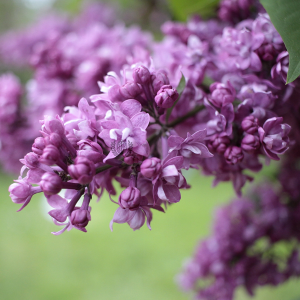 Сирень «Огни Донбасса» мажентовая, махровая