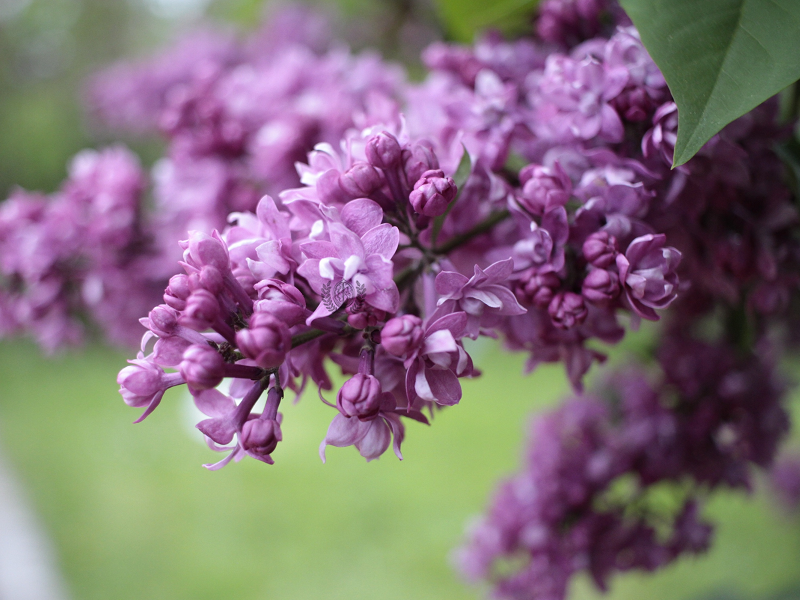 Сирень «Огни Донбасса» мажентовая, махровая